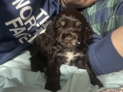 Wales Spaniels