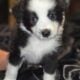 🐶✨ Miniature Australian Shepherd Puppies