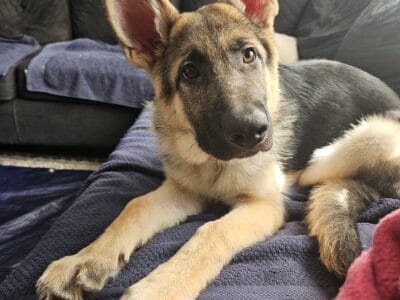 7 mo old German shepherd