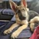 7 mo old German shepherd