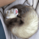 2 Female Young Ferrets