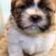 Male Shih Tzu Pups