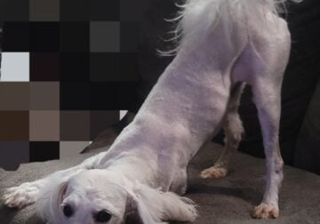 Buddy the Poodle Mix