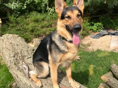 German Shepard Male
