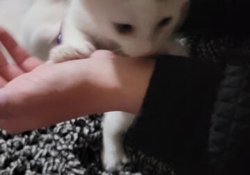 Kittens