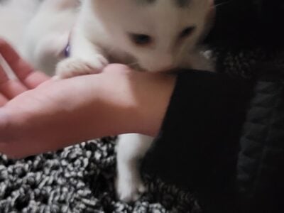 Kittens