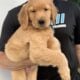 golden retriever puppies (ready)