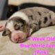 Australian Shepherd Puppies ASDR