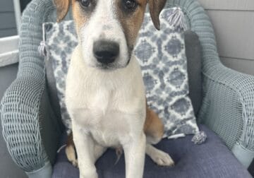 Puppies for adoption