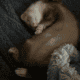 2 Female Young Ferrets