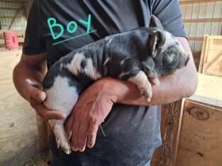 Kunekune piglets