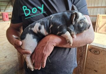 Kunekune piglets