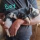 Kunekune piglets
