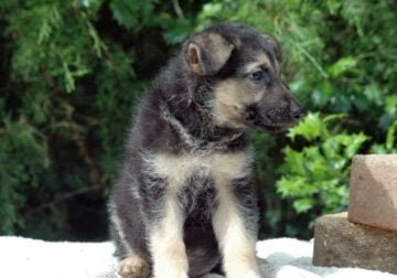 German Shepherd Female 2 All Pups $500
