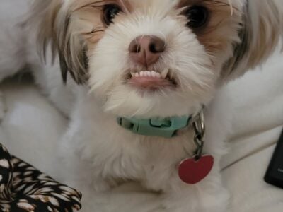 1 yr old malshi