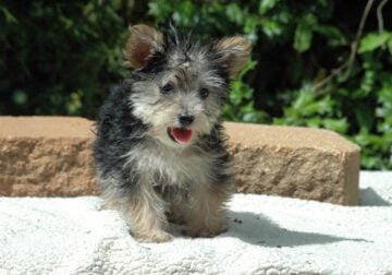Yorkie Female 2 All pups $500