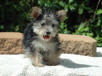 Yorkie Female 2 All pups $500