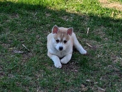 Tabitha–Alaskan Klee-Kai