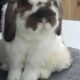 Holland lop