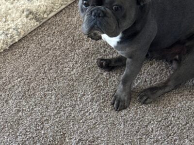 Rehome/Sale