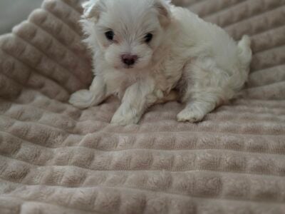 Male Maltese