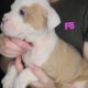 Olde English Bulldogge Puppies