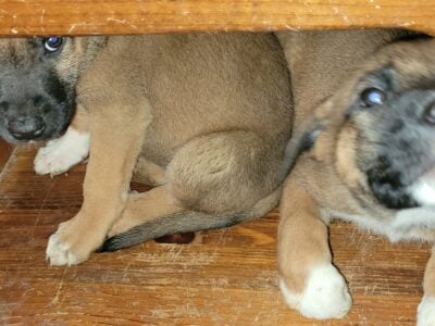 Free puppies