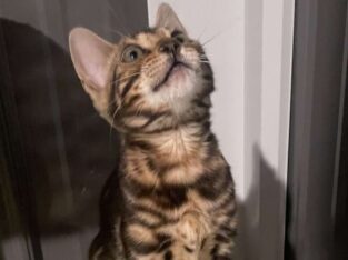 Bengal Kitten