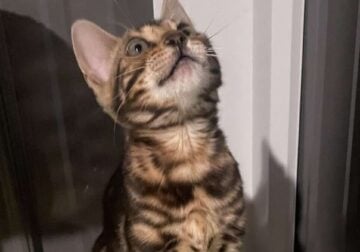 Bengal Kitten