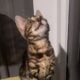 Bengal Kitten