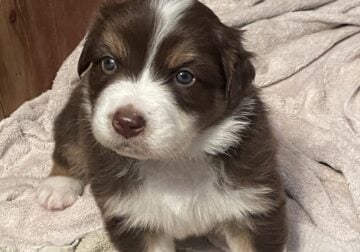 Duncan red tri male
