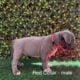 ABKC American Bully XL Puppies