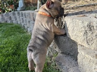 French Bulldog Orange Collar
