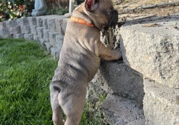 French Bulldog Orange Collar
