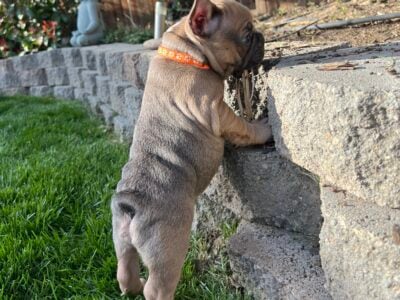 French Bulldog Orange Collar
