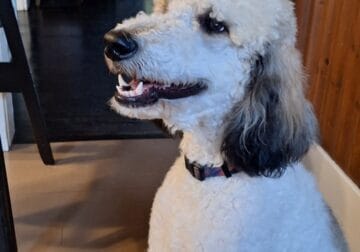 11 month old poodle, puppy.