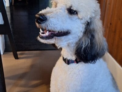 11 month old poodle, puppy.