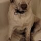 **Beautiful Lab Puppies** ONLY 2 LEFT (1M & 1F)