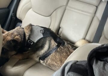 TERRA: German Shepherd Dog