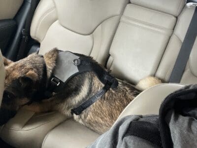 TERRA: German Shepherd Dog