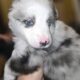 🐶✨ Miniature Australian Shepherd Puppies