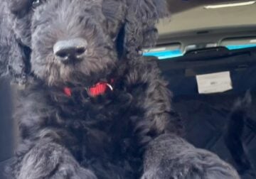 SHEEPADOODLE F1B. PUPPIES