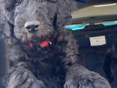 SHEEPADOODLE F1B. PUPPIES