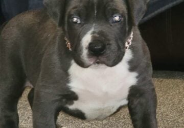 Sweet Baby Blue