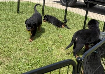 10 wk old Rottweiler puppies for sale