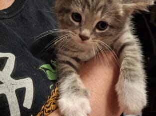 Grey kitten