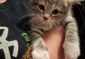 Grey kitten