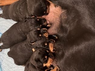 AKC Registered Rottweiler puppies