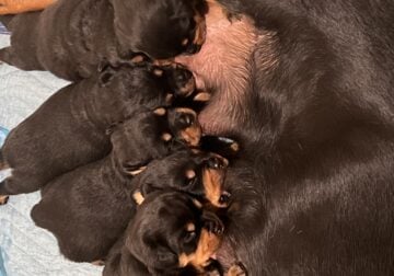 AKC Registered Rottweiler puppies