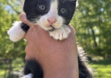 Cute kitten for sale